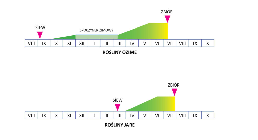 terminy siewu i zbioru roślin ozimych i jarych