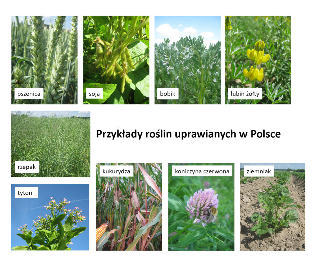 fotografie przykładowych roślin uprawnych