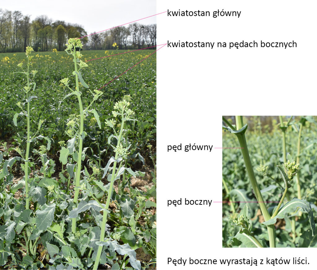 pokrój rośliny rzepaku i pęd boczny wyrastajacy z kąta liścia