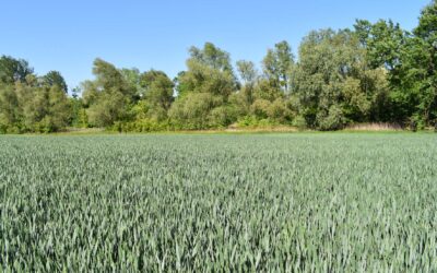 Faza grubienia pochwy liściowej u pszenicy ozimej