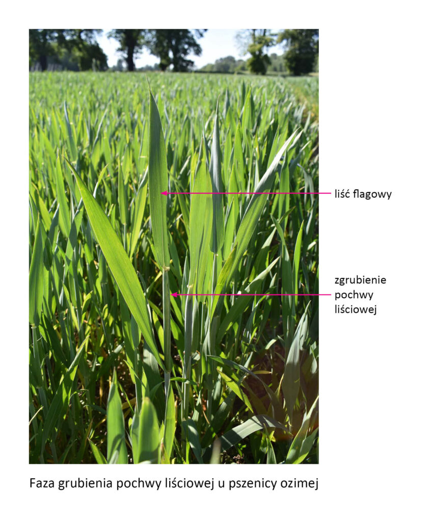 Rośliny pszenicy ozimej w fazie grubienia pochwy liściowej z opisem 