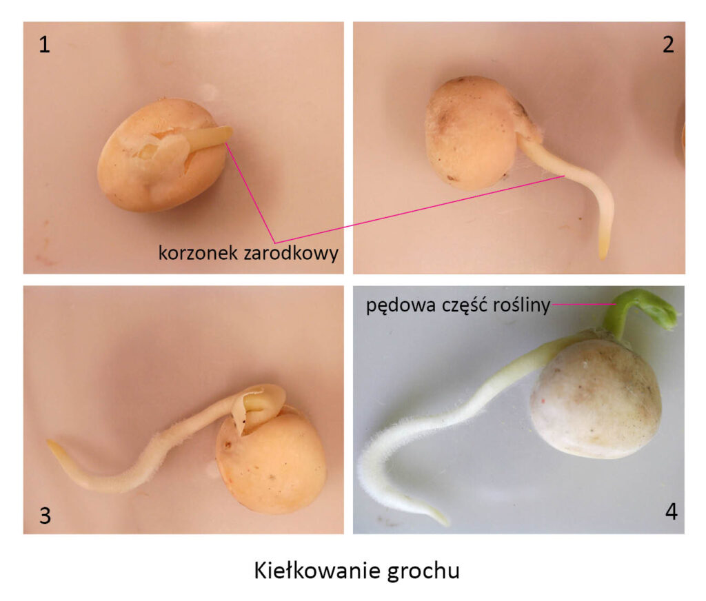 fazy kiełkowania grochu