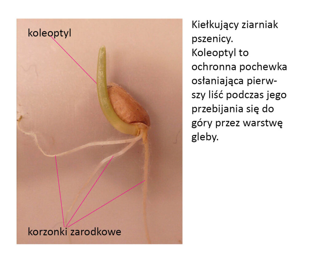 kiełkujący ziarniak pszenicy z korzonkami zarodkowymi i koleoptylem