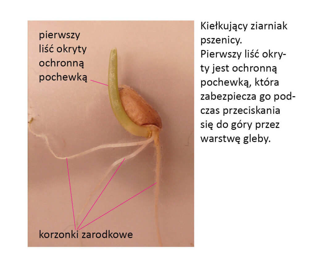 kiełkujacy ziarniak pszenicy z 3 korzonkami zarodkowymi i koleoptylem