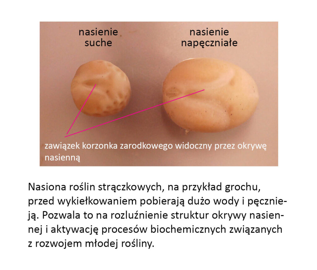 nasienie grochu suche i napęczniałe z opisem