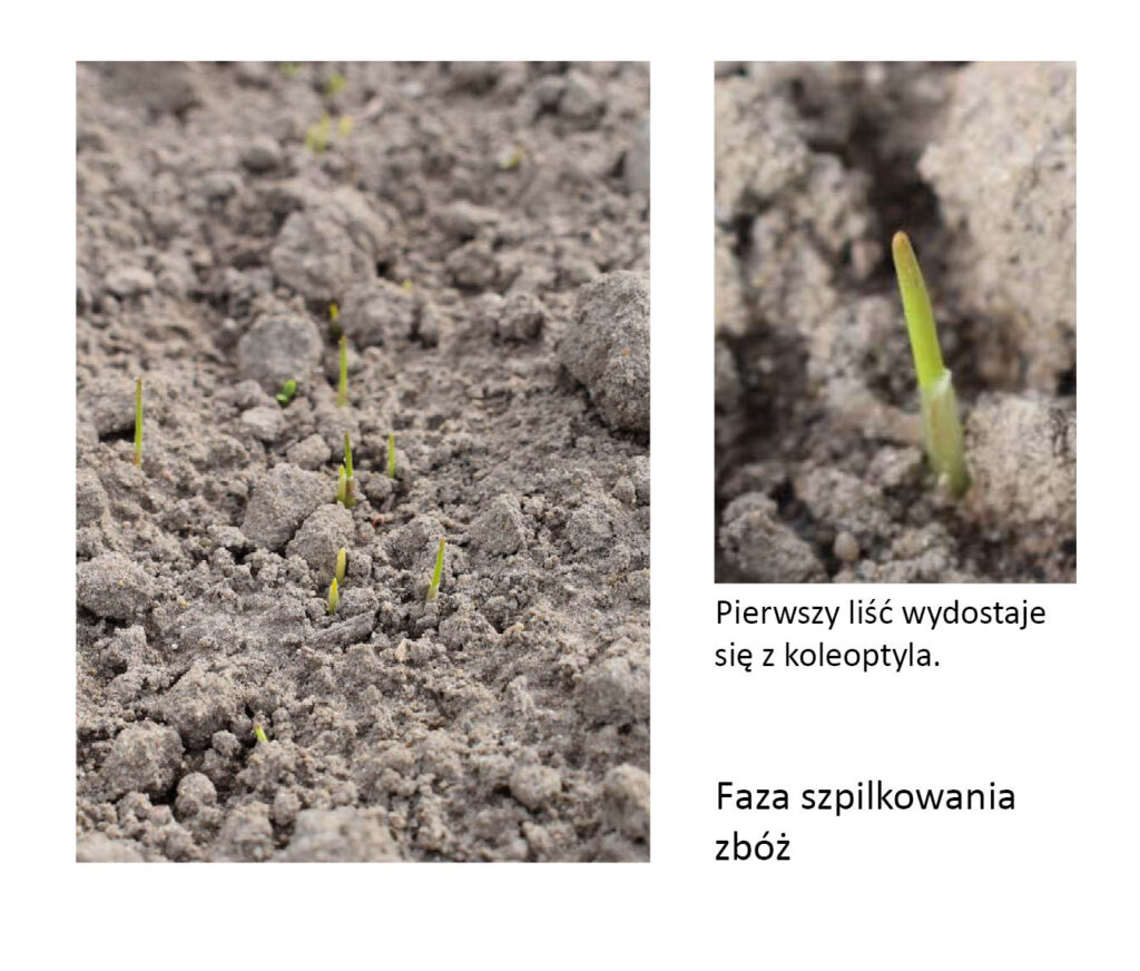 rządek pszenicy w fazie szpilkowania i jedna roślina w zbliżeniu