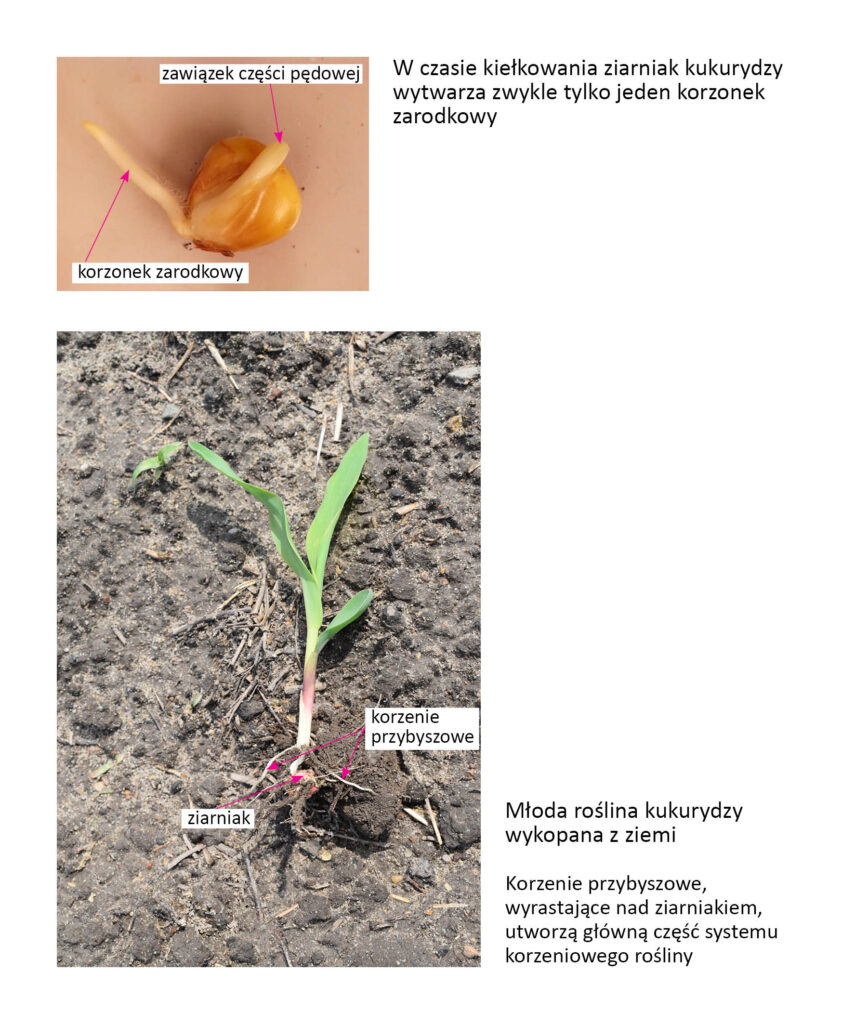kiełkujący ziarniak i młoda roślina kukurydzy wykopana z ziemi z zaznaczonymi korzeniami przybyszowymi