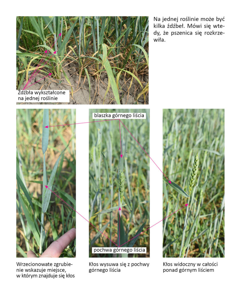 rozkrzewienia i kłoszenie pszenicy jarej