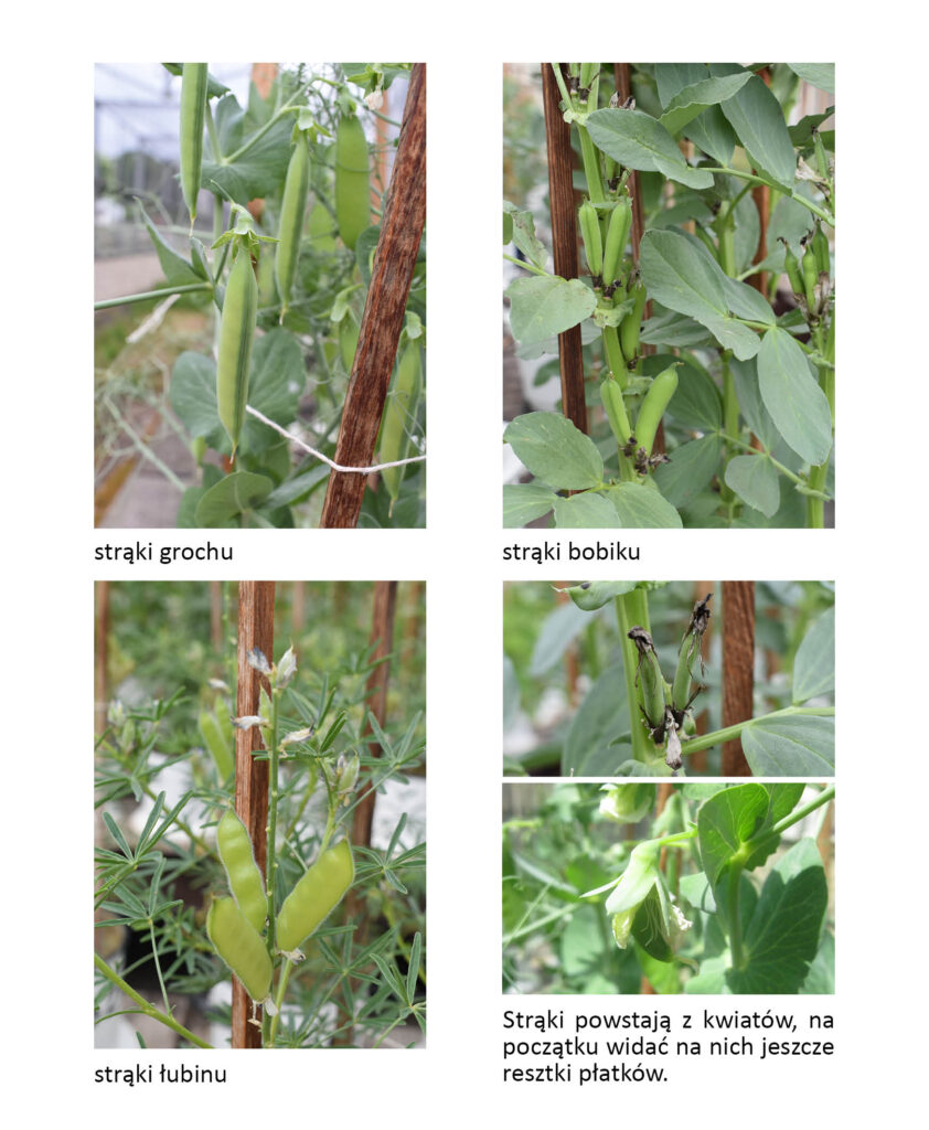 strąki grochu, bobiku i łubinu oraz tworzenie się strąków z kwiatu