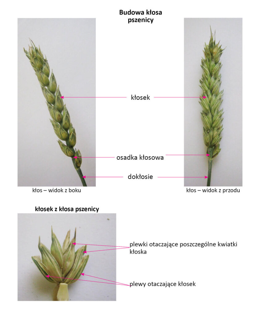 elementy budowy kłosa i kłoska pszenicy