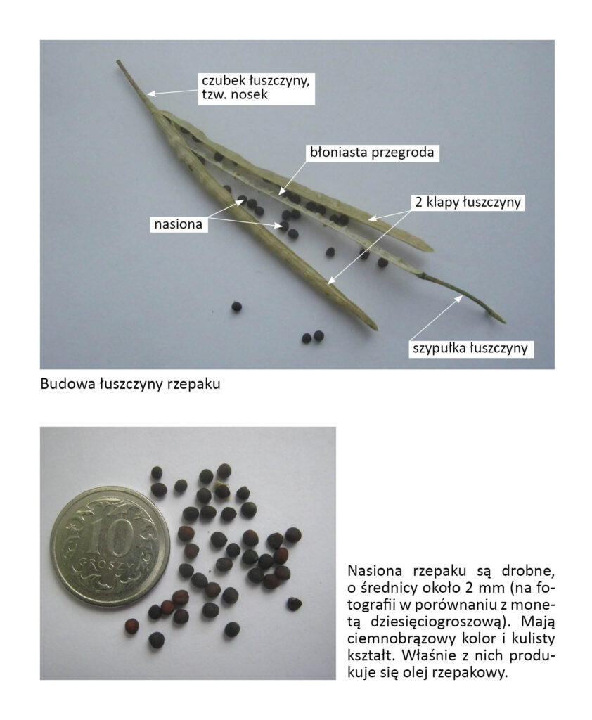budowa łuszczyny rzepaku i nasiona rzepaku obok dziesięciogroszówki dla porównania wielkości