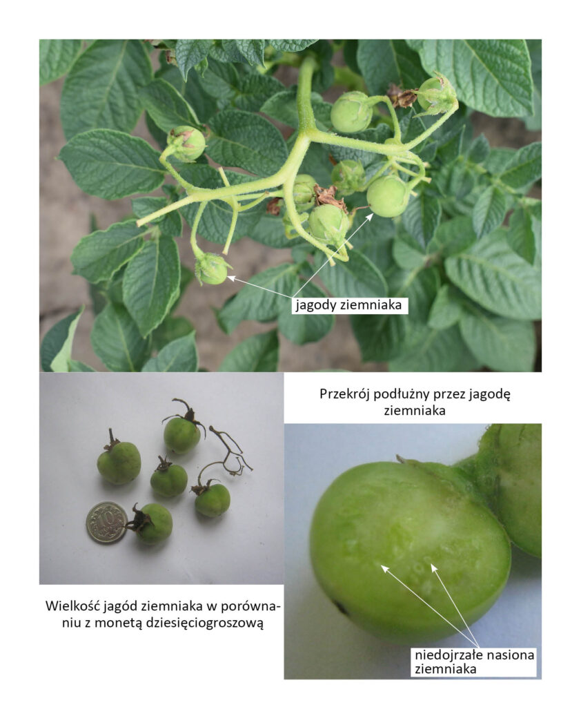 Jagody ziemniaka na roślinie, jagody w porównaniu z monetą dziesięciogroszową i przekrój podłużny jagody
