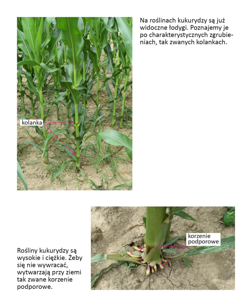 Rośliny kukurydzy z zaznaczonymi kolankami i korzenie podporowe przy podstawie pędu