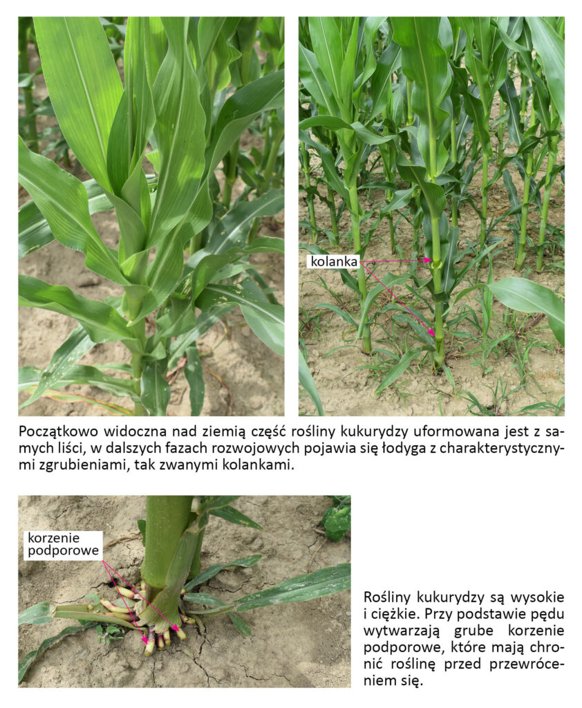 Rośliny kukurydzy z zaznaczonymi kolankami łodygi i korzenie podporowe przy podstawie pędu