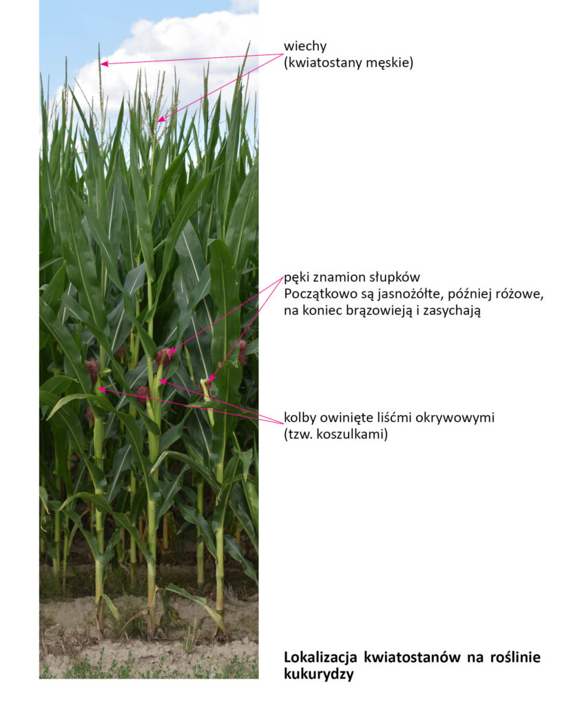 Rządek roślin kukurydzy z zaznaczonymi wiechami i kolbami