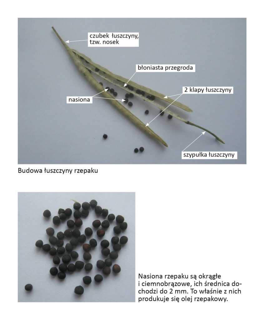 Łuszczyna rzepaku z opisem części składowych i  nasiona rzepaku