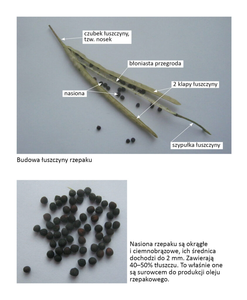 budowa łuszczyny rzepaku i nasiona rzepaku