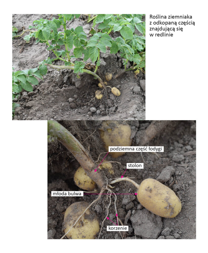 roślina ziemniaka z odsłoniętą częścią podziemną w redlinie