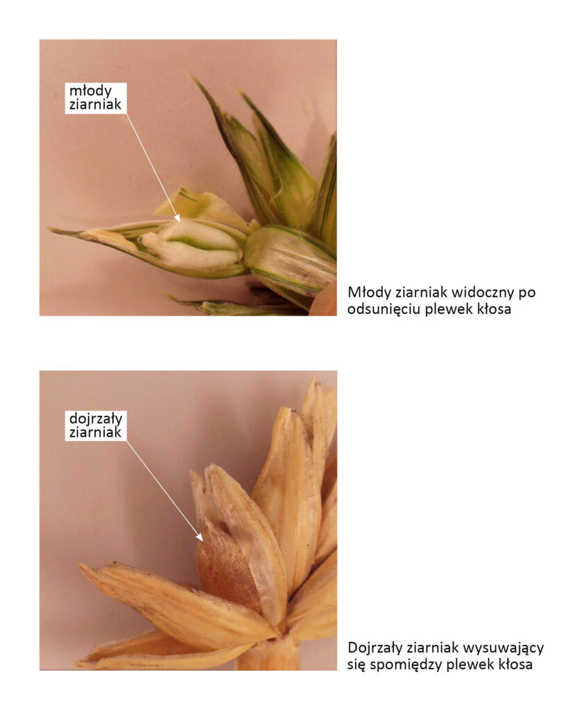 młody i dojrzały ziarniak pszenicy w kłosku