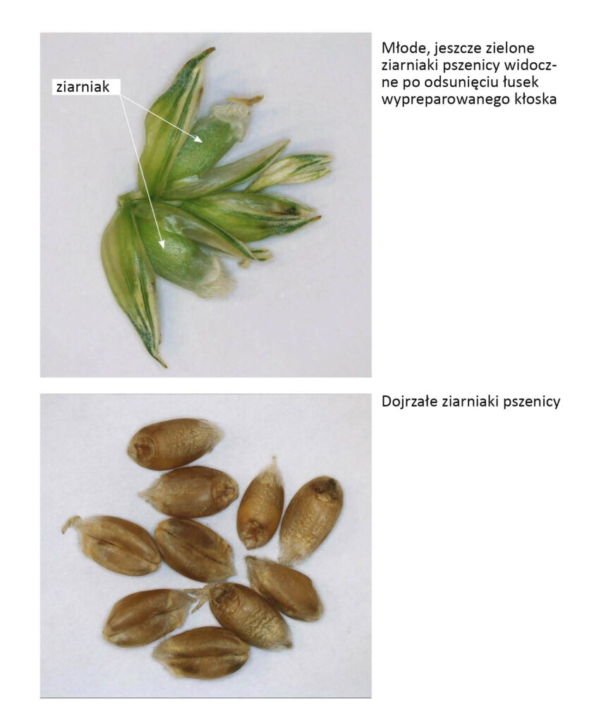zielone ziarniaki w kłosku pszenicy i dojrzałe ziarno