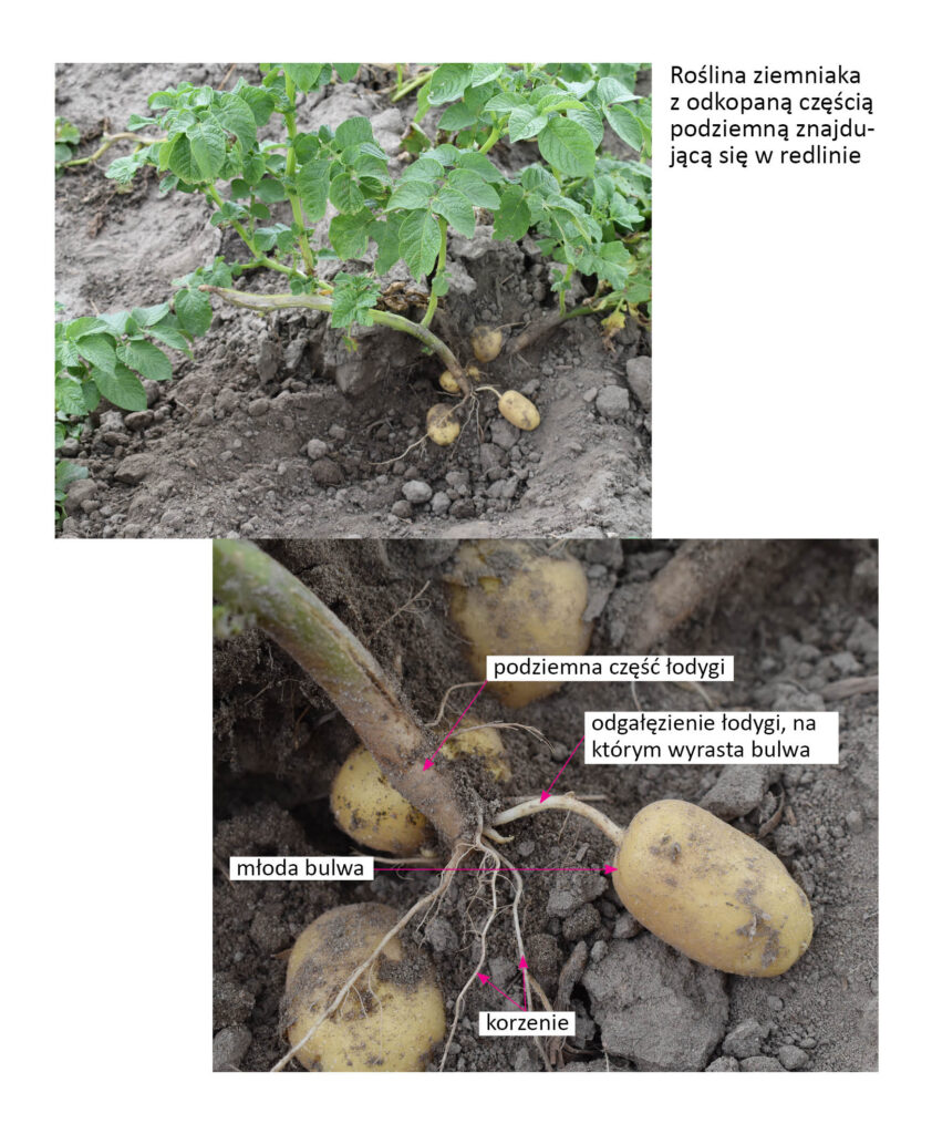 roślina ziemniaka z odkopaną częścią podziemną i widocznymi młodymi bulwami 