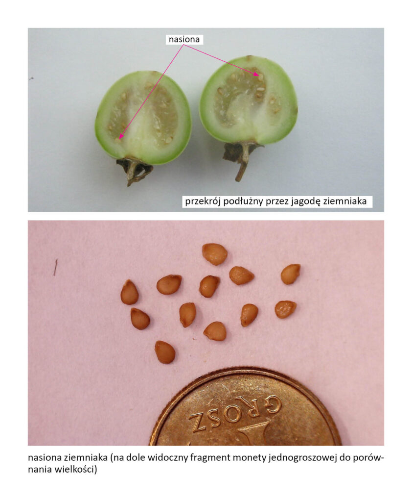 przekrój podłużny przez jagodę ziemniaka i nasiona ziemniaka