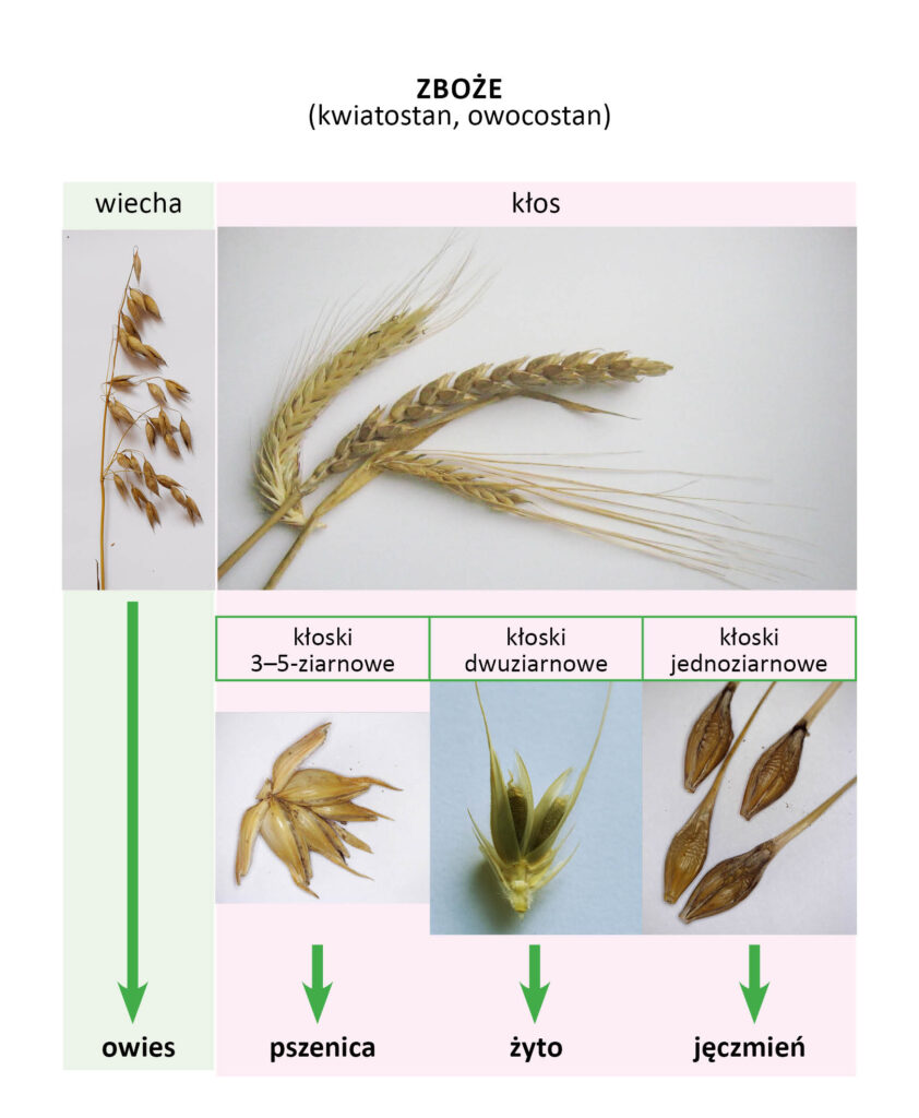 diagram do określenia gatunku zboża na podstawie budowy kłosa