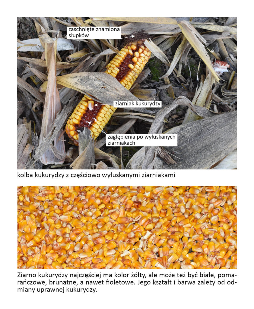 kolba kukurydzy z częściowo wyłuskanymi ziarniakami i ziarniaki kukurydzy