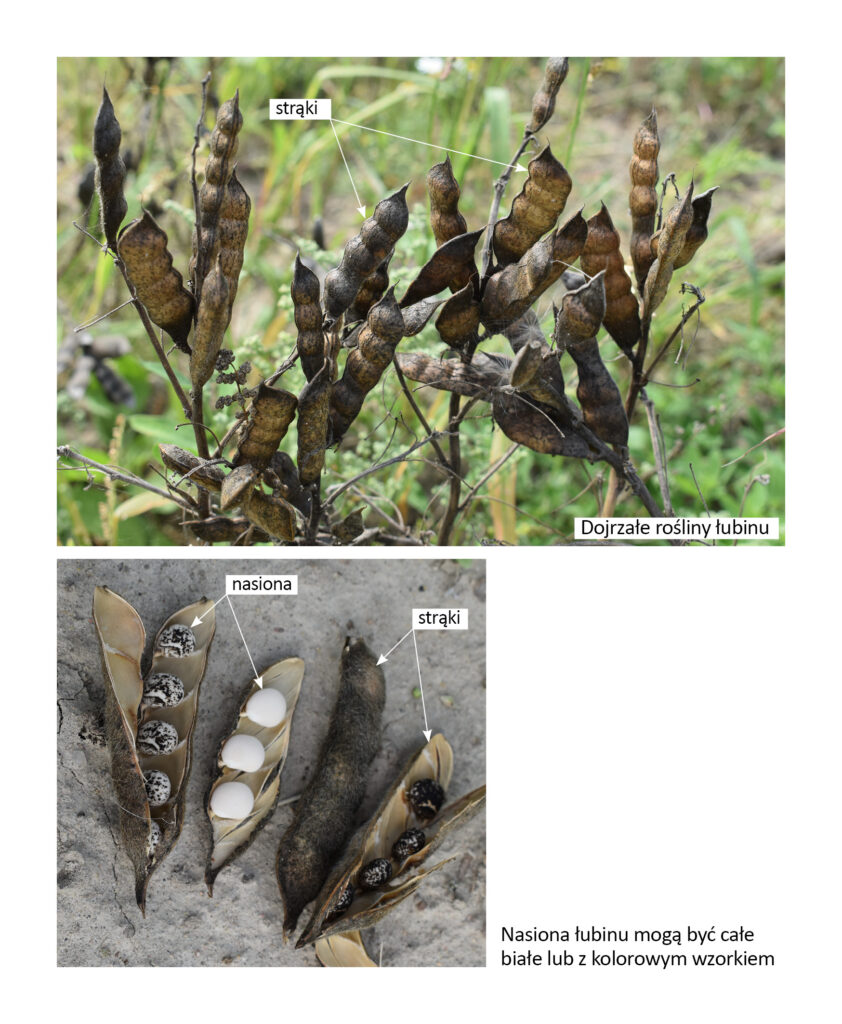 dojrzałe rośliny łubinu i strąki z nasionami