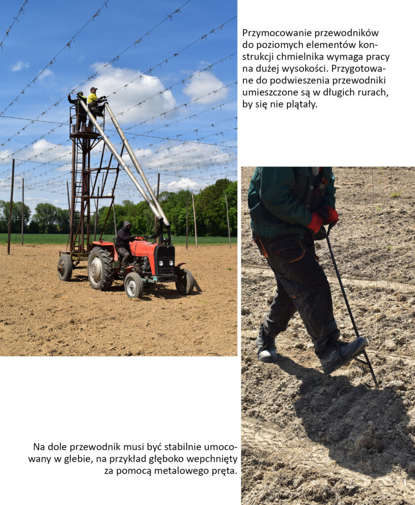 podwieszanie przewodników chmielu do konstrukcji chmielnika i mocowanie ich w glebie