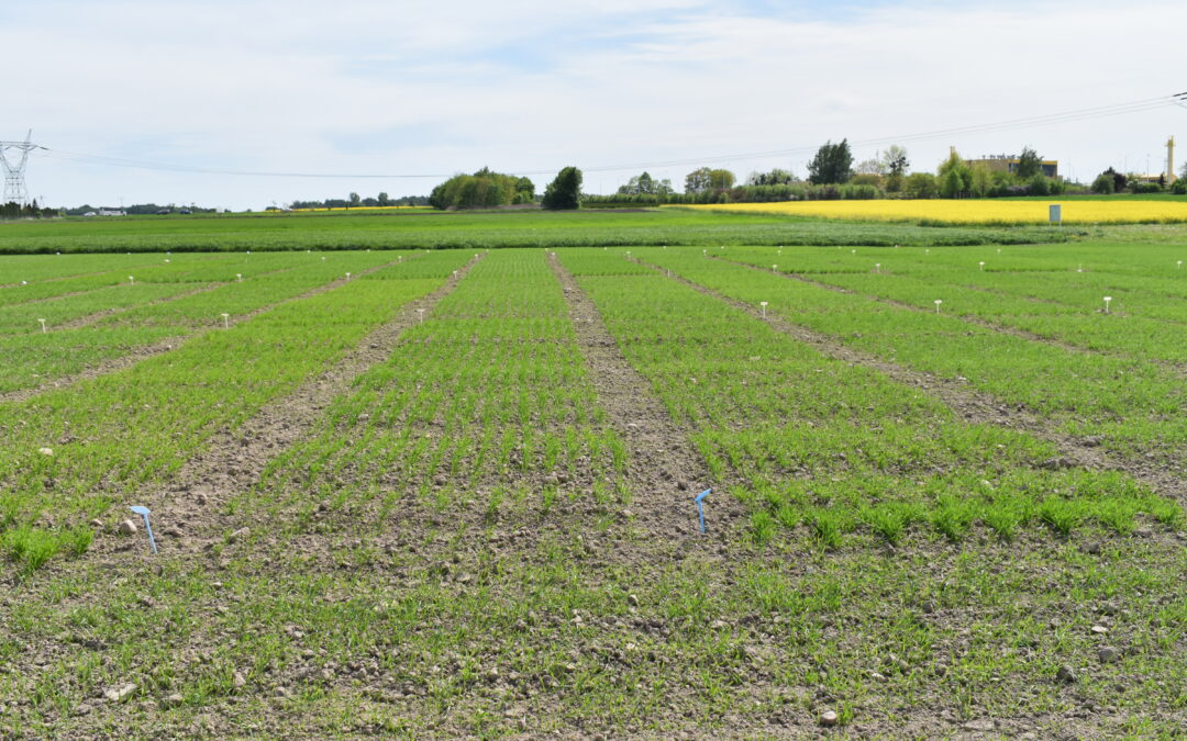 Badania naukowe w rolnictwie