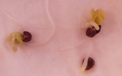 Wschody i początkowy rozwój rzepaku ozimego