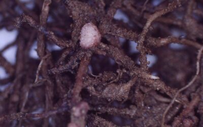 Wiązanie azotu atmosferycznego przez bakterie brodawkowe