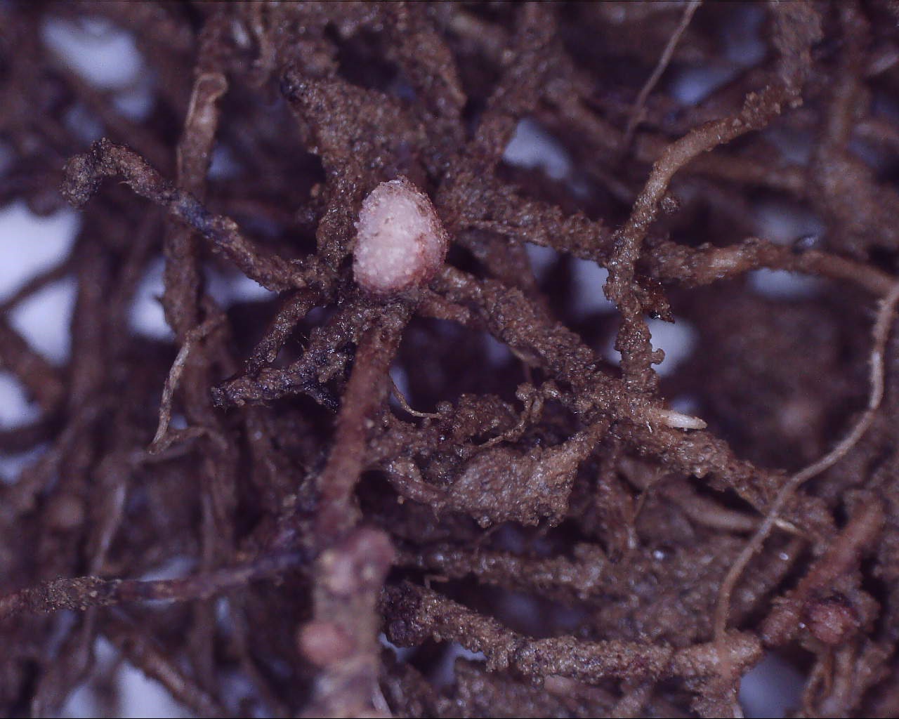 250923143748218 brodawka na korzeniu bobiku