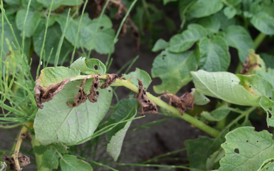 zasychający liść ziemniaka z objawami choroby grzybowej