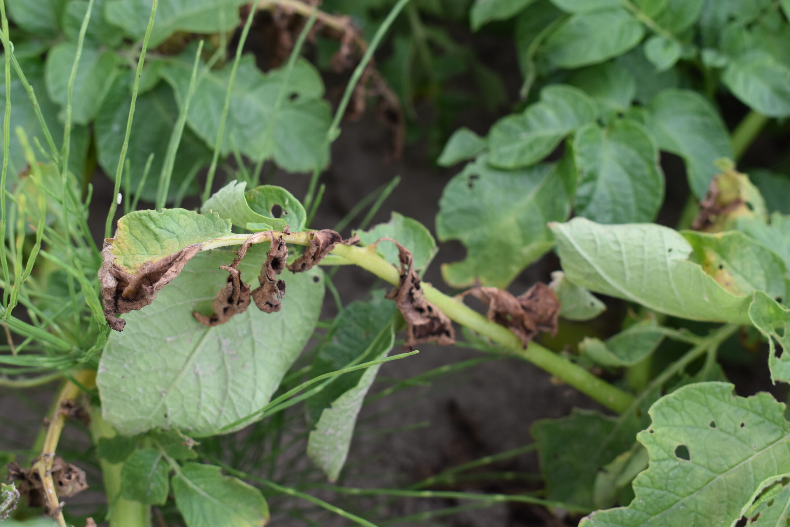 DSC_0222 zasychający liść ziemniaka z objawami choroby grzybowej