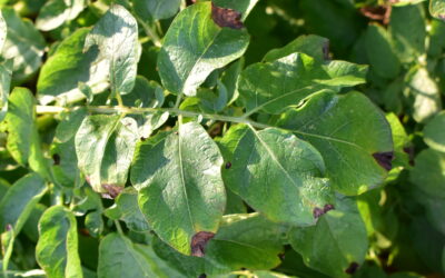 Choroby roślin uprawnych