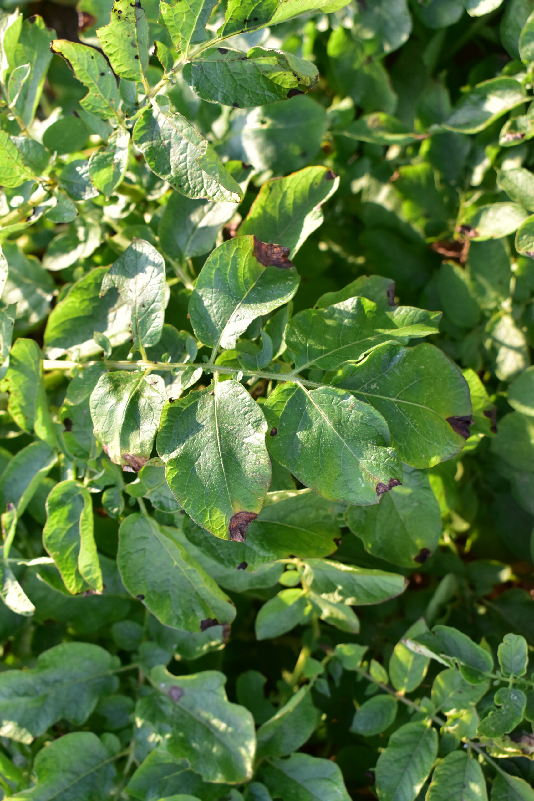 objawy choroby grzybowej na liściu ziemniaka