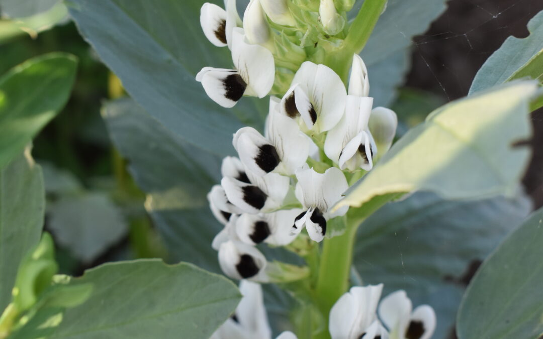 kwitnąca roślina bobiku