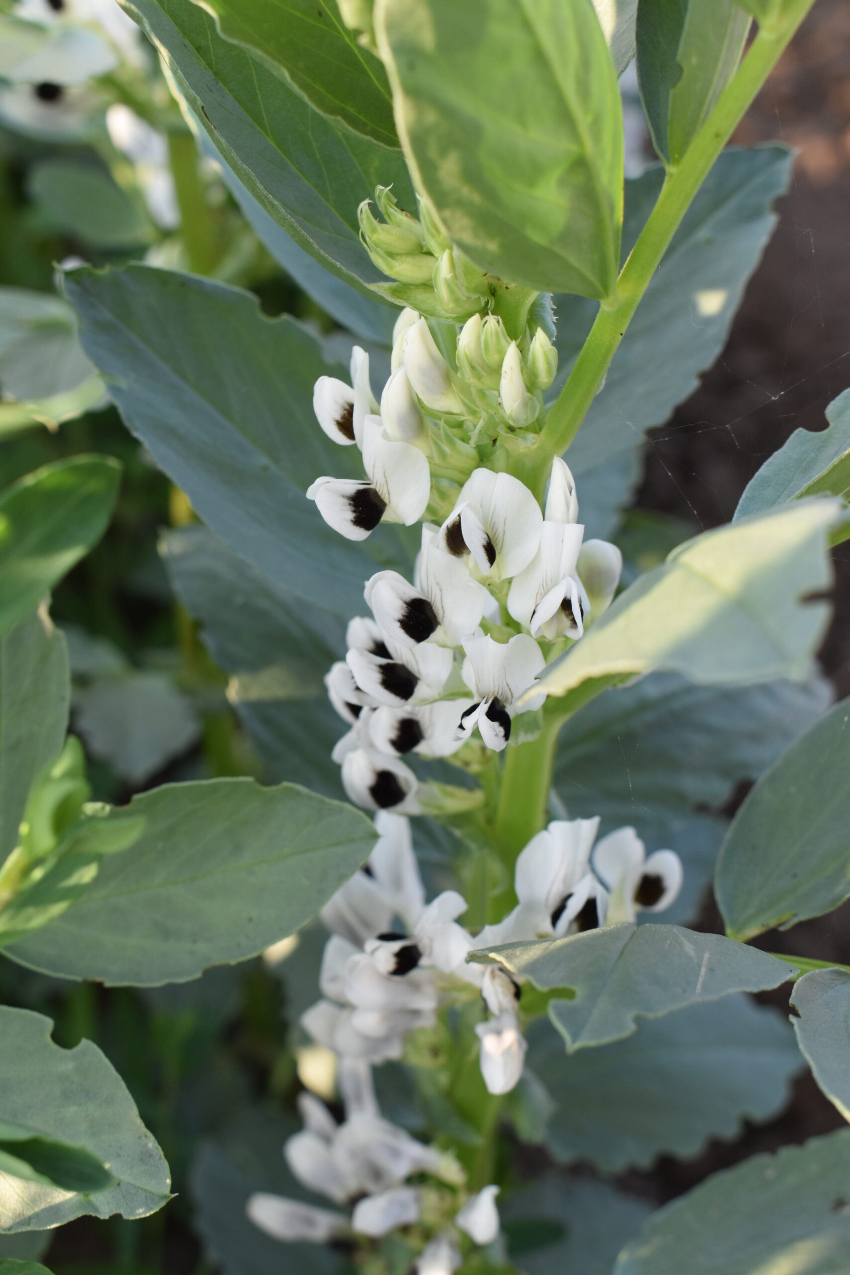 DSC_0459 kwitnąca roślina bobiku