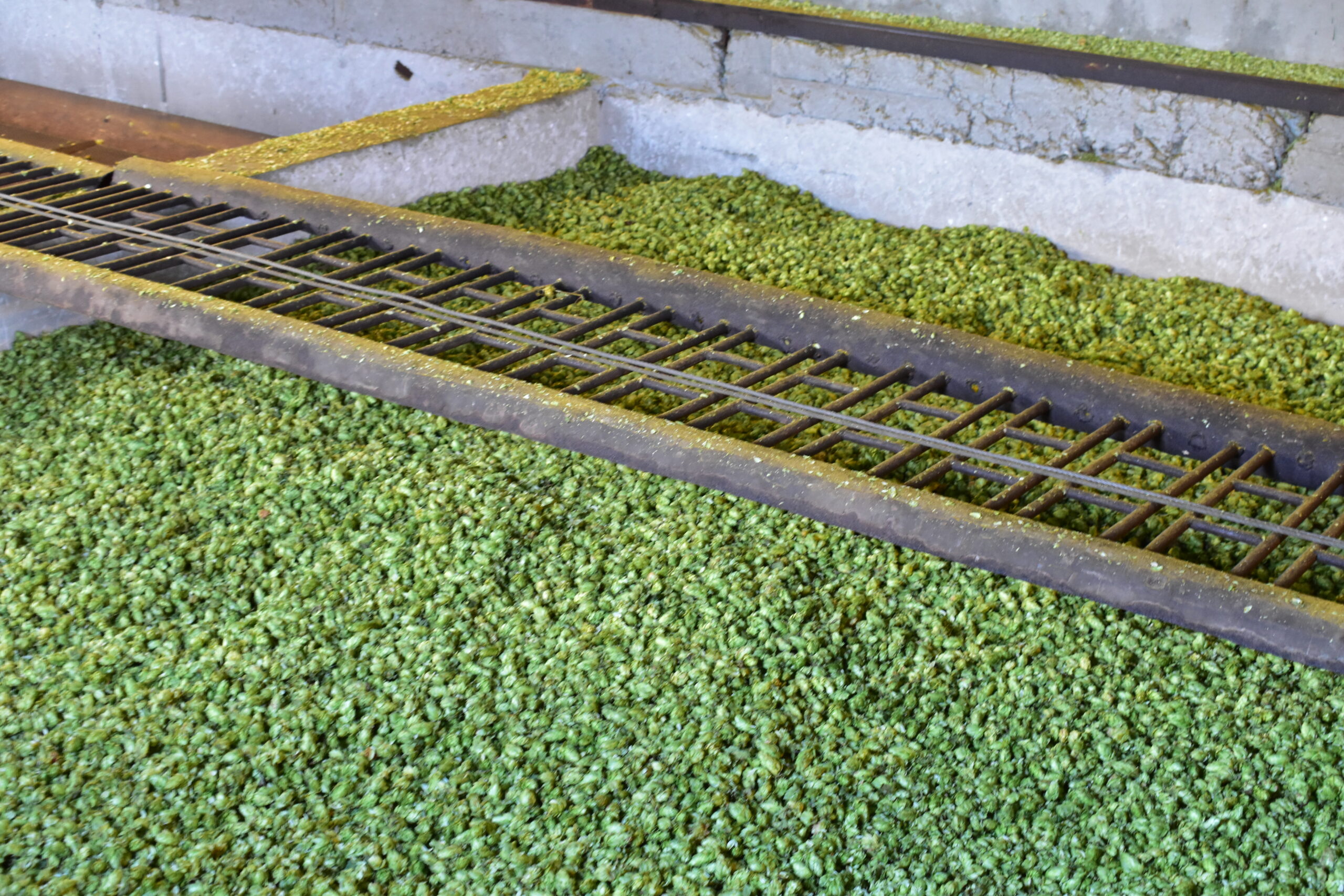 DSC_0530 szyszki chmielu w suszarni