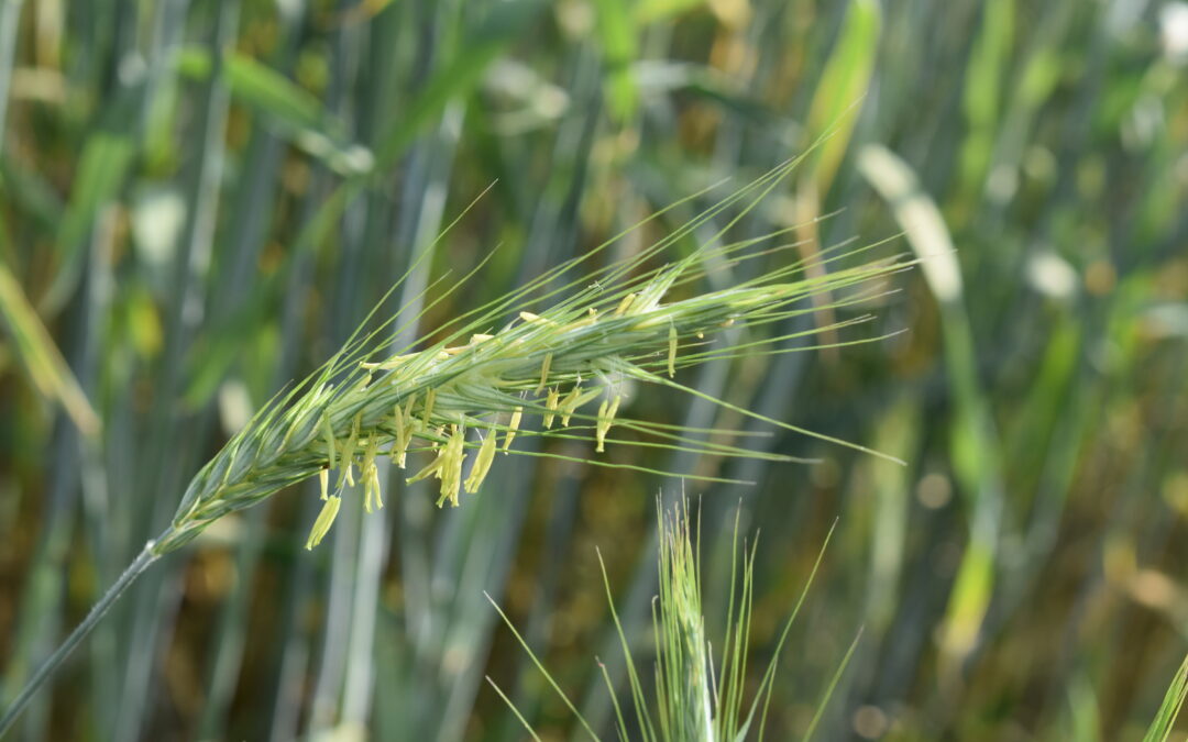 kwitnący kłos żyta