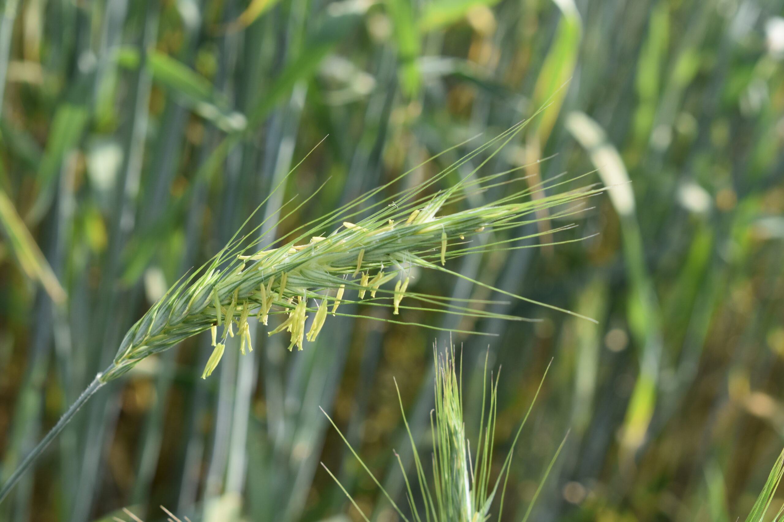 DSC_0798 kwitnący kłos żyta