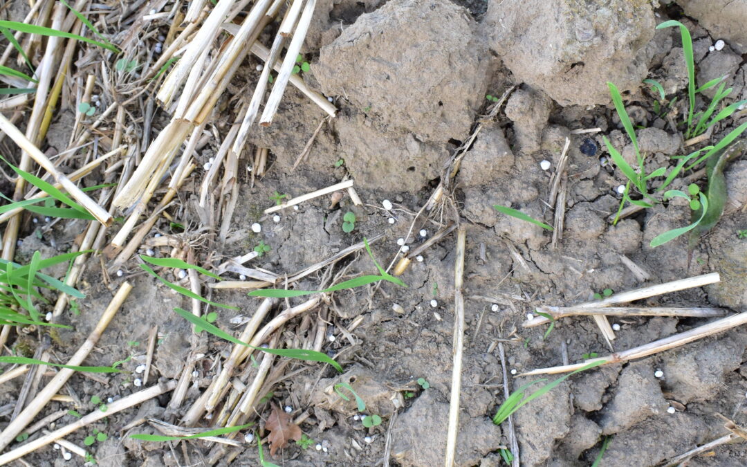 granulki nawozu na powierzchni pola