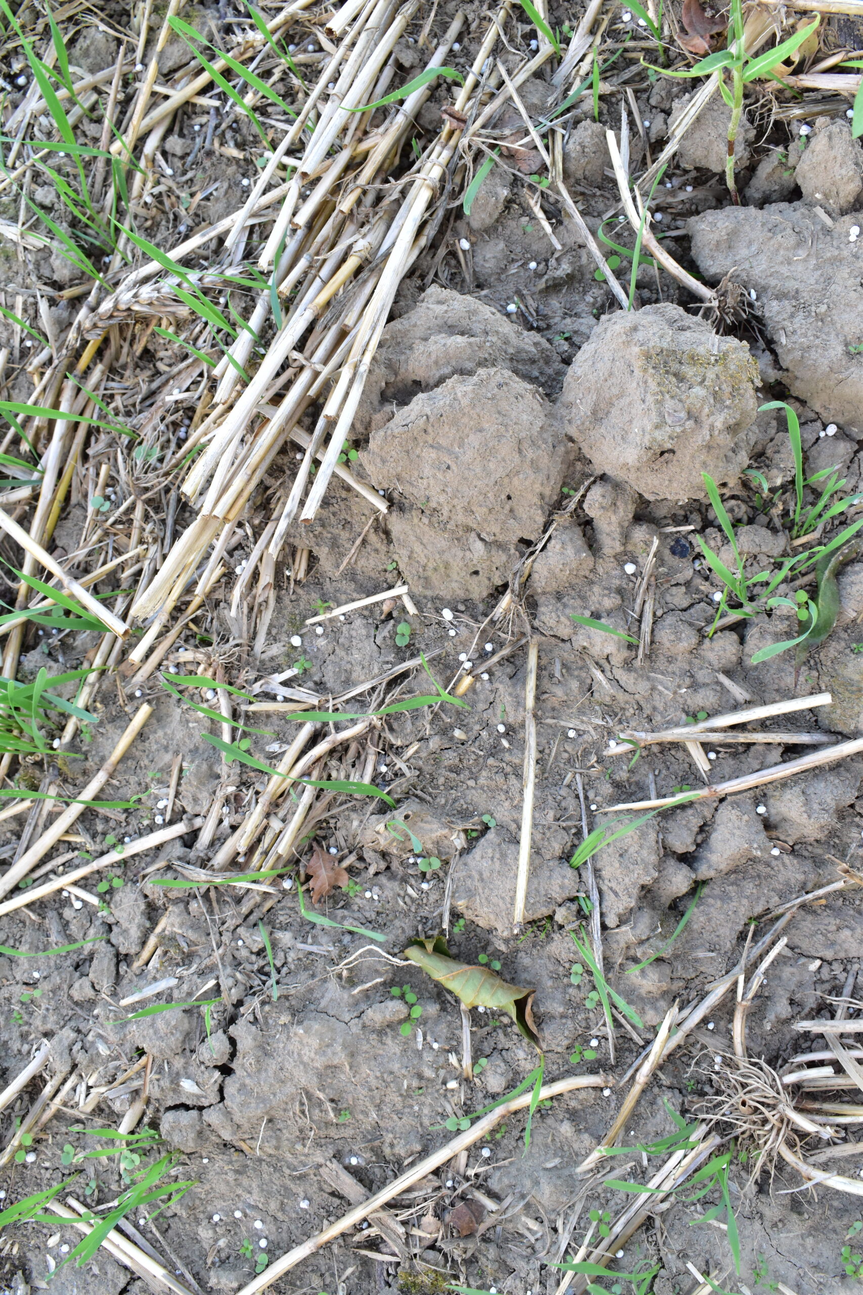 DSC_0811 granulki nawozu na powierzchni pola