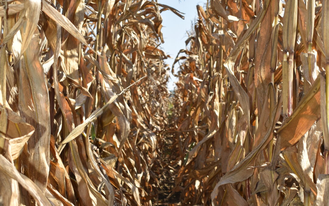 kukurydza gotowa do zbioru