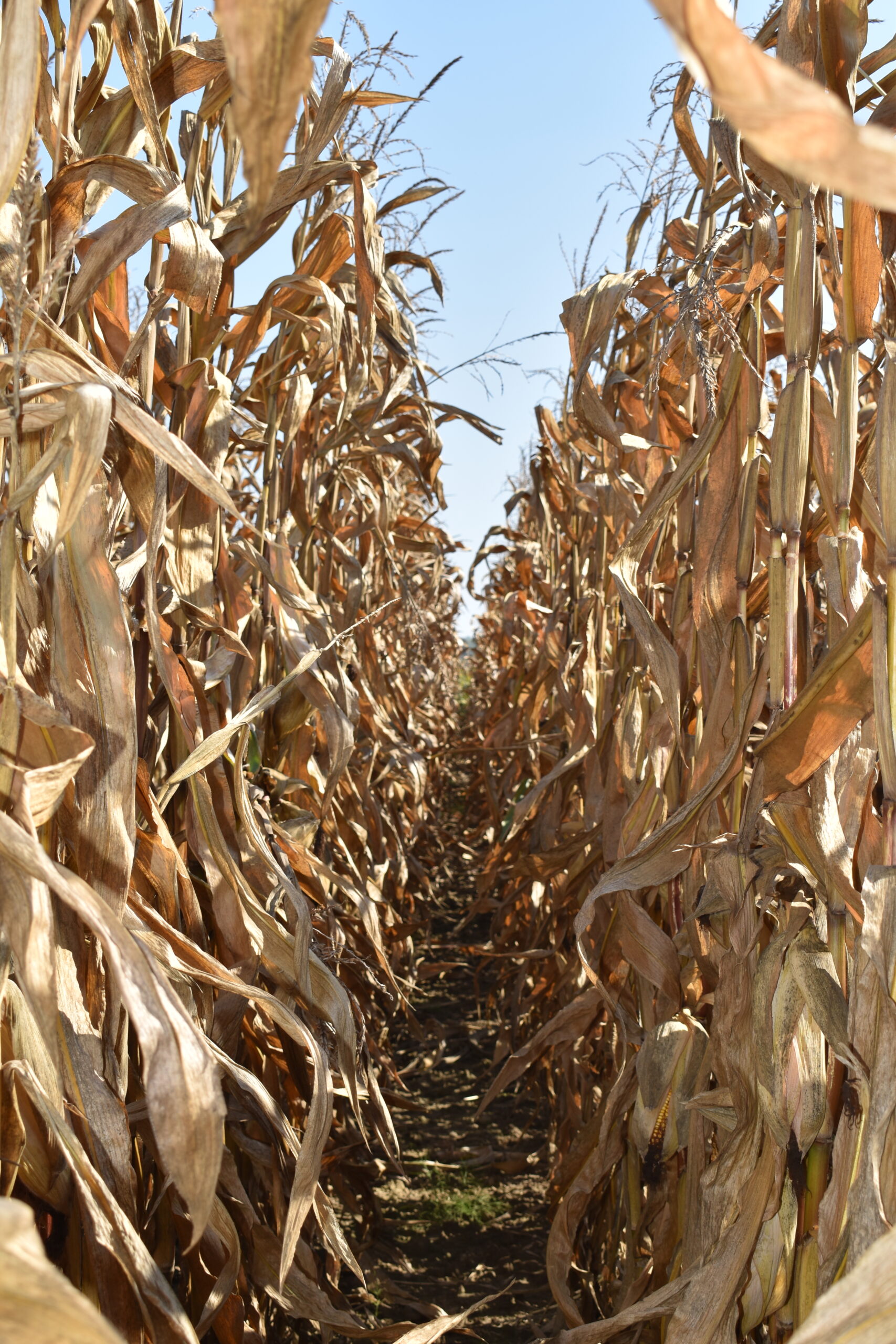 DSC_0867 kukurydza gotowa do zbioru