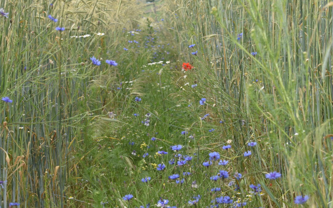 Chabry na ścieżce technologicznej