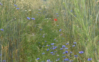 Kontrola zachwaszczenia roślin uprawnych