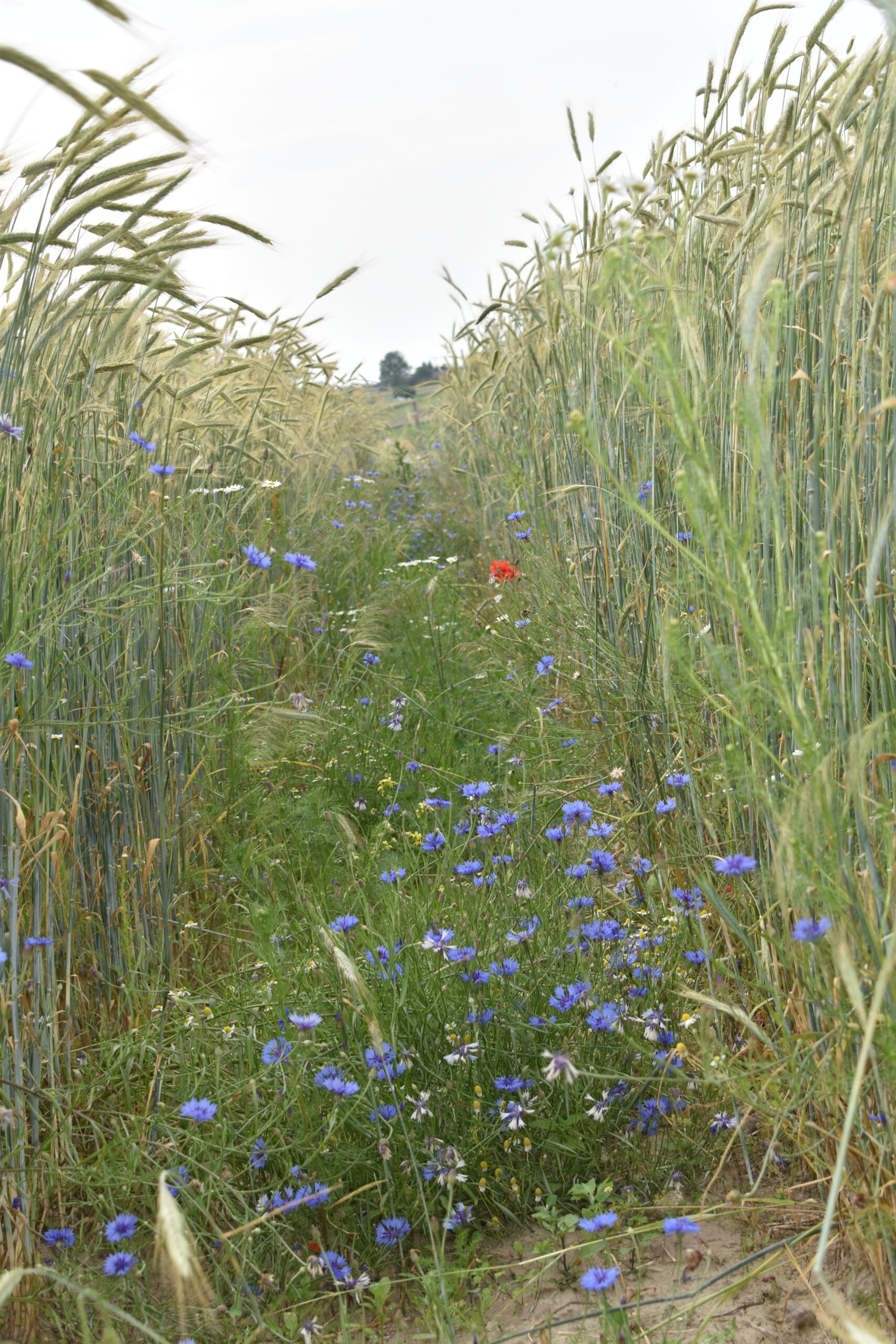 DSC_0957 Chabry na ścieżce technologicznej
